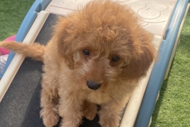Cavapoo