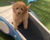 Cavapoo