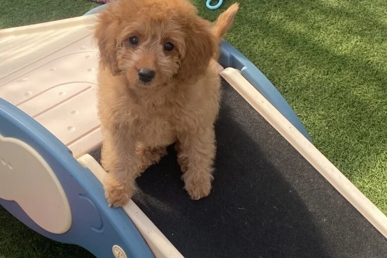 Cavapoo