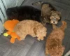 Cavapoo