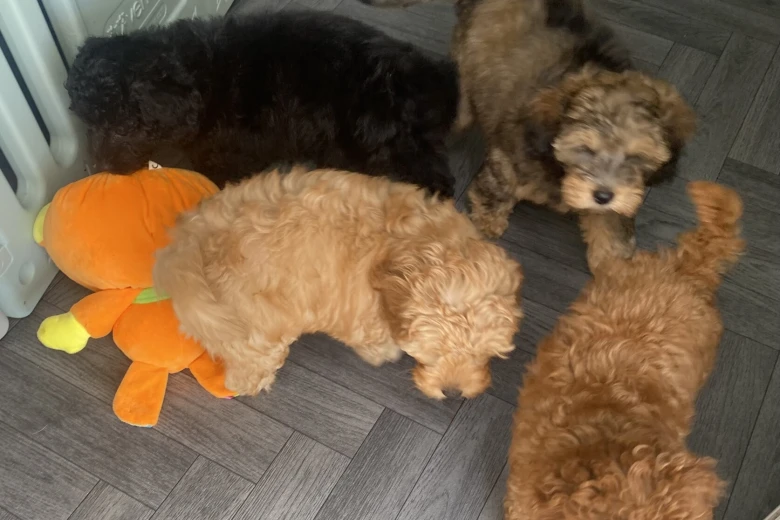 Cavapoo