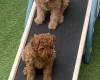 Cavapoo