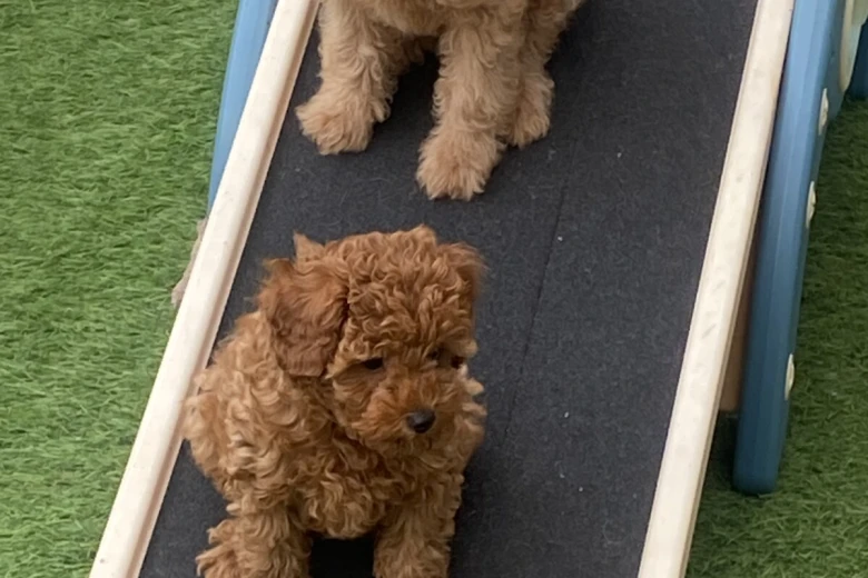 Cavapoo