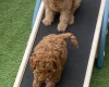 Cavapoo