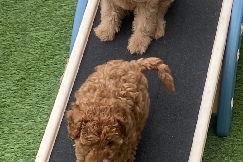 Cavapoo
