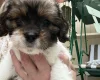 Cavapoo