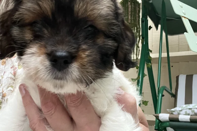 Cavapoo