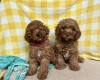 Cavapoo