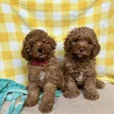 Cavapoo