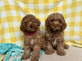 Cavapoo