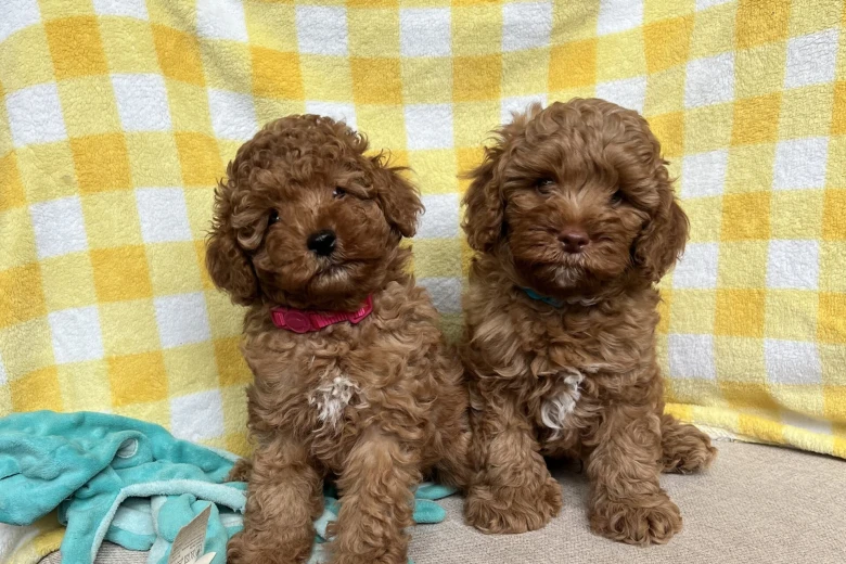 Cavapoo