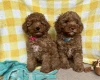 Cavapoo