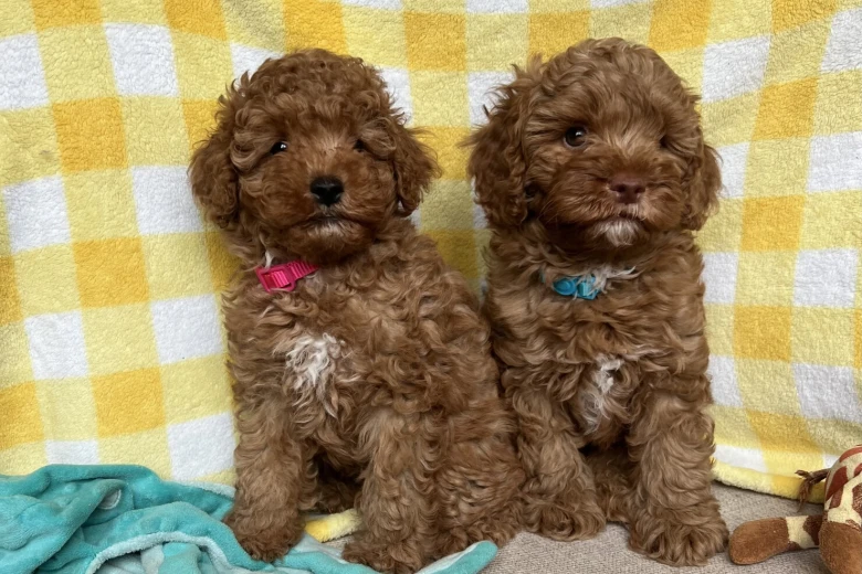 Cavapoo