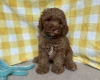 Cavapoo