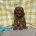 Cavapoo