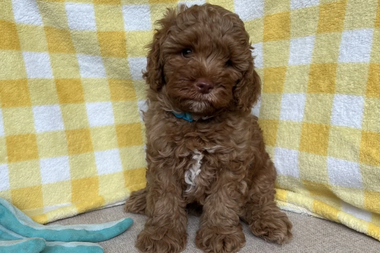 Cavapoo