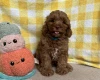 Cavapoo