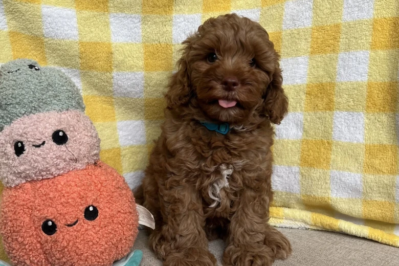 Cavapoo