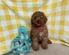 Cavapoo