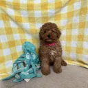 Cavapoo