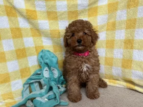 Cavapoo