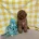 Cavapoo