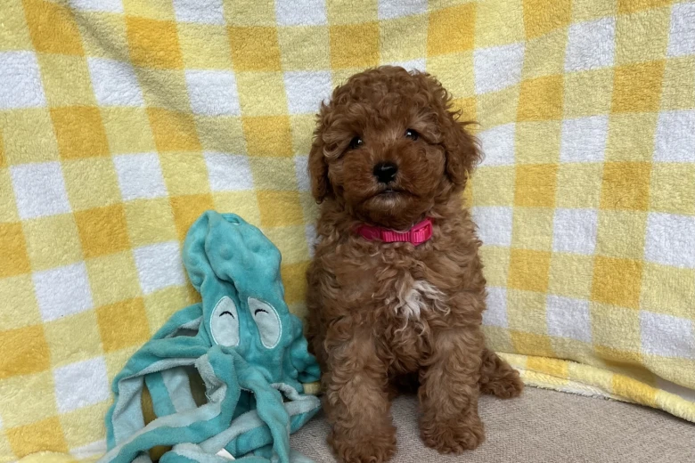 Cavapoo
