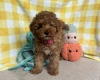 Cavapoo
