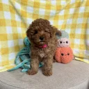 Cavapoo