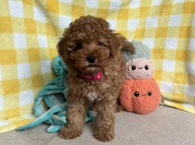 Cavapoo