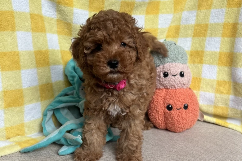 Cavapoo