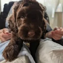 Cavapoo