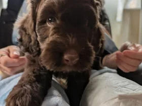 Cavapoo