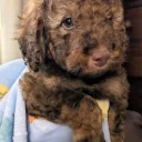 Cavapoo