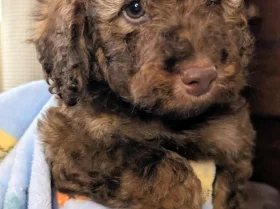 Cavapoo