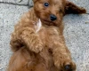 Cavapoo