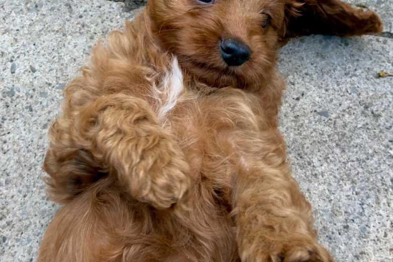 Cavapoo