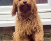 Cavapoo