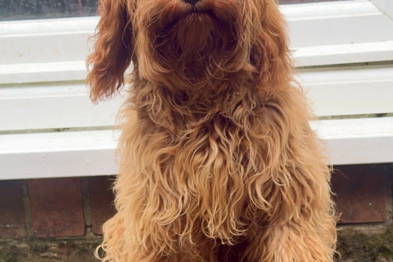 Cavapoo