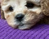 Cavapoo