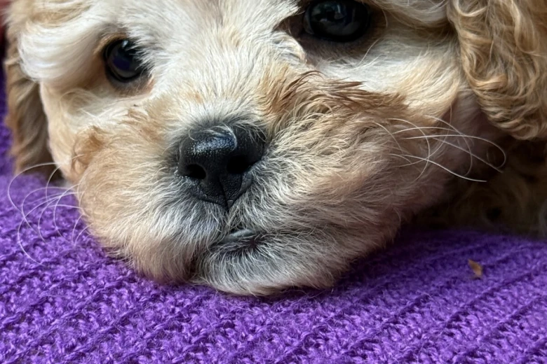 Cavapoo