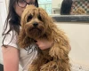 Cavapoo