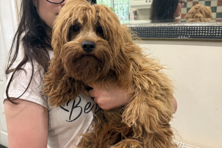 Cavapoo