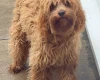 Cavapoo