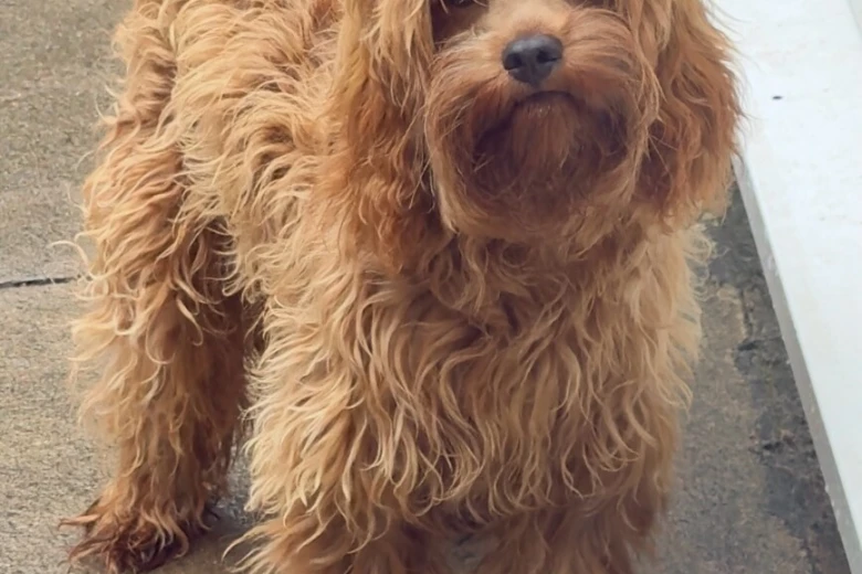 Cavapoo