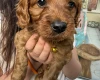 Cavapoo