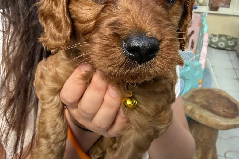 Cavapoo
