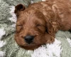 Cavapoo