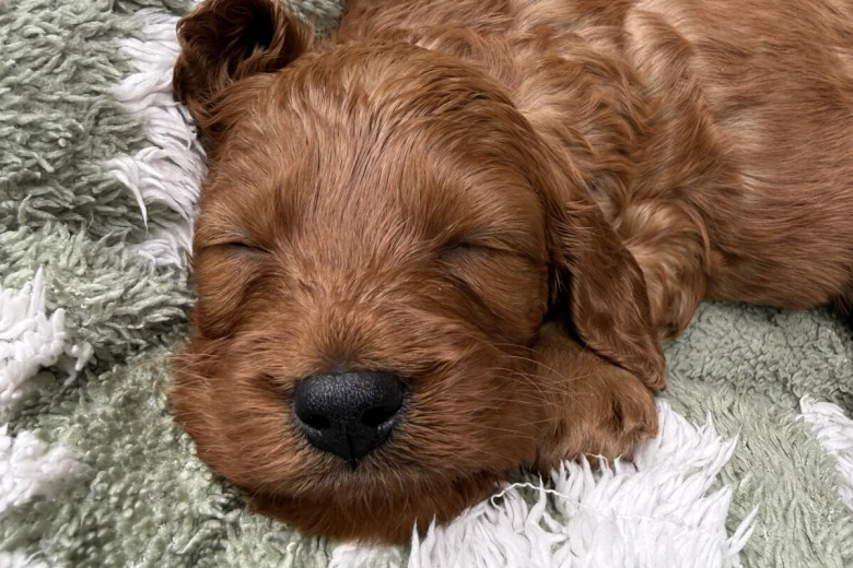 Cavapoo