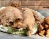 Cavapoo